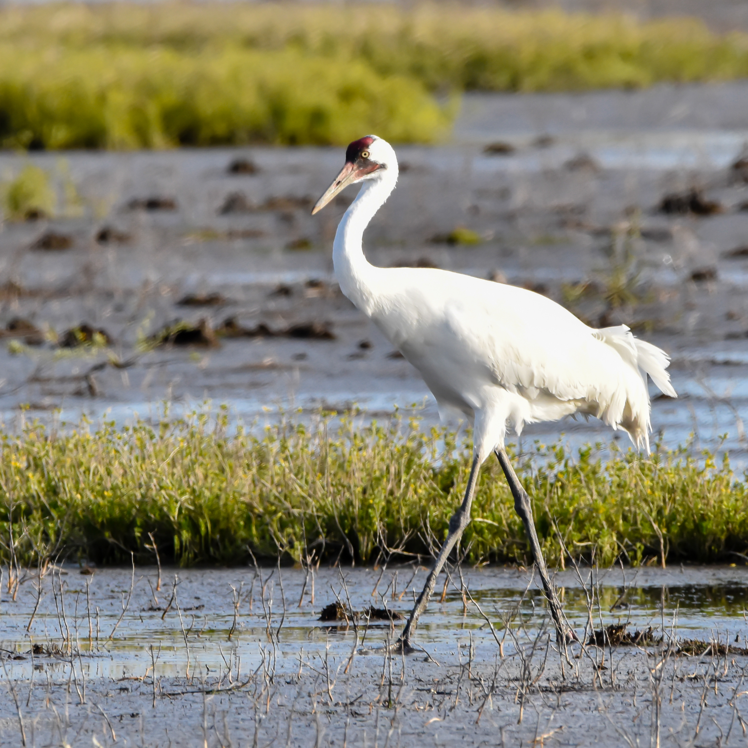 Image of a Whooping Crane