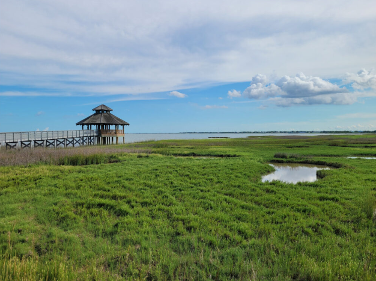 Photo of natural wetlands at Lighthouse Beach in Port Lavaca